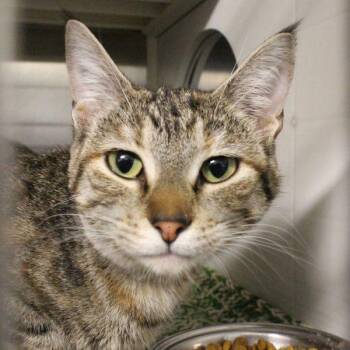 Meadow -  Domestic Short Hair Cat for Adoption in Des Moines, Iowa - Meadow | PetCurious