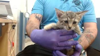 SEREENA -  Domestic Short Hair Cat for Adoption in Doral, Florida - SEREENA | PetCurious