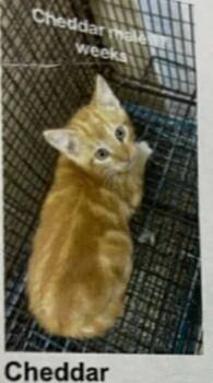 Rescue Domestic Short Hair Cats for Adoption in Fort Payne, Alabama - Chedder | PetCurious