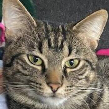 Domestic Short Hair Cats Available for Adoption - Cal | PetCurious