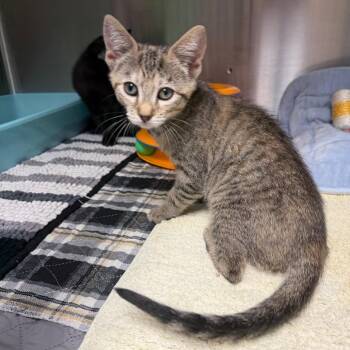 Tina -  Domestic Short Hair Cat for Adoption in Waynesville, North Carolina - Tina | PetCurious