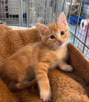 Maui -  Domestic Short Hair Cat for Adoption in Mcpherson, Kansas - Maui | PetCurious
