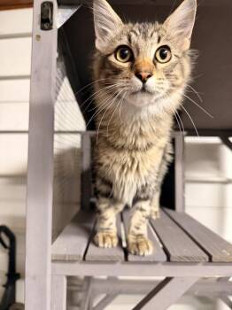 Redwood Forests -  Domestic Long Hair Cat for Adoption in Topeka, Kansas - Redwood Forests | PetCurious