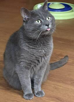Charli -  Domestic Short Hair Cat Available for Adoption in Pointe-claire, Quebec - Charli | PetCurious