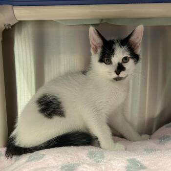 Hall -  Domestic Medium Hair Cat for Adoption in Hendersonville, North Carolina - Hall | PetCurious