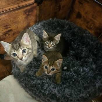 Frappe -  Domestic Short Hair Cat for Adoption in West Olive, Michigan - Frappe | PetCurious