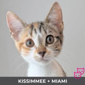 Kissimmee (bonded with Miami) -  Domestic Short Hair Cat for Adoption in Toronto, Ontario - Kissimmee (bonded With Miami) | PetCurious