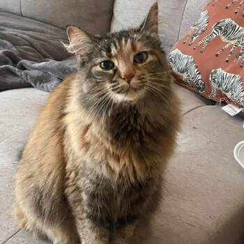 Rescue Domestic Long Hair Cats for Adoption in South Elgin, Illinois - Delilah - Home To Home | PetCurious