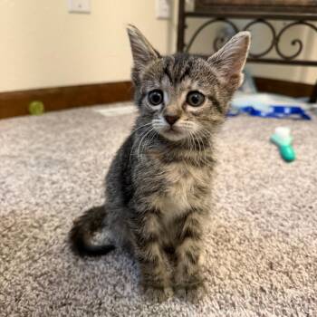 Mini Dorito -  Domestic Short Hair Cat for Adoption in Columbia, Missouri - Mini Dorito | PetCurious