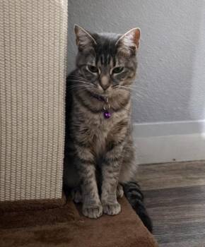 Domestic Short Hair Cats Available for Adoption - Pearl | PetCurious