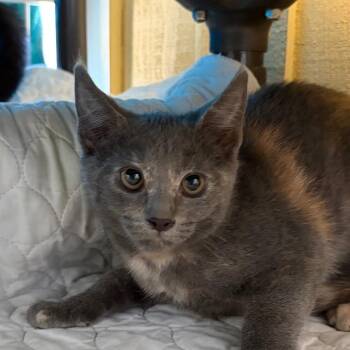 Veronicat -  Domestic Short Hair Cat for Adoption in Goleta, California - Veronicat | PetCurious