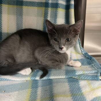 Engleberg -  Domestic Short Hair Cat for Adoption in Las Vegas, Nevada - Engleberg | PetCurious