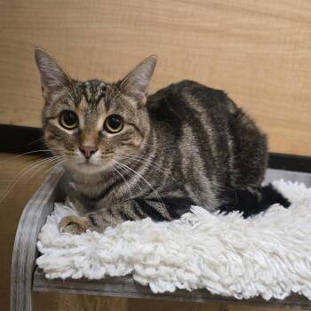 Rescue Domestic Short Hair Cats for Adoption in Warr Acres, Oklahoma - Chai | PetCurious