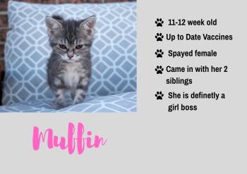 Muffin -  Domestic Short Hair Cat for Adoption in Junction City, Kansas - Muffin | PetCurious