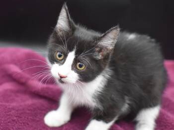Jema -  Domestic Short Hair Cat for Adoption in Portland, Oregon - Jema | PetCurious