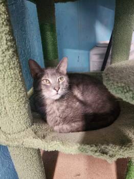 Larry (FIV+) -  Domestic Short Hair Cat for Adoption in Troy, Alabama - Larry (FIV+) | PetCurious