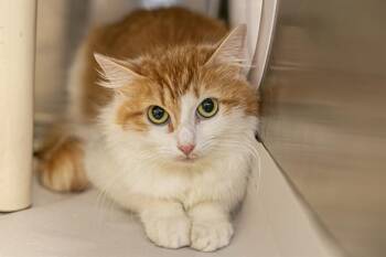 Domestic Medium Hair Cats Available for Adoption in Charlotte, North Carolina - TANGERINE | PetCurious