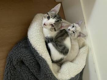Lily -  Domestic Medium Hair and Siamese Cat for Adoption in Austin, Texas - Lily | PetCurious