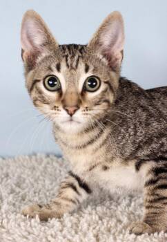 Randolph -  Domestic Short Hair Cat for Adoption in Gilbert, Arizona - Randolph | PetCurious
