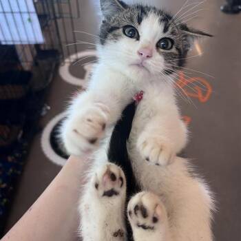 Dakota -  Domestic Short Hair Cat for Adoption in Bentonville, Arkansas - Dakota | PetCurious