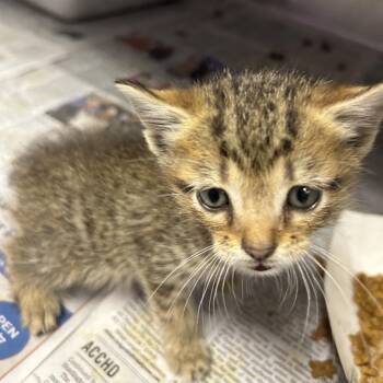 Domestic Short Hair Cats Available for Adoption in Lufkin, Texas - Tiger | PetCurious