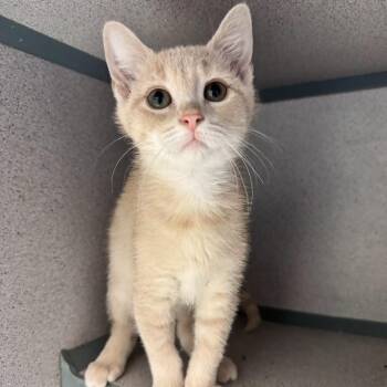 Crumpet -  Domestic Short Hair Cat for Adoption in Waterloo, Iowa - Crumpet | PetCurious
