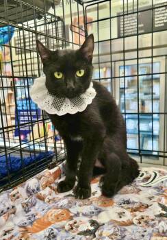 Rescue Domestic Short Hair Cats for Adoption in East Orange, New Jersey - Ivy | PetCurious