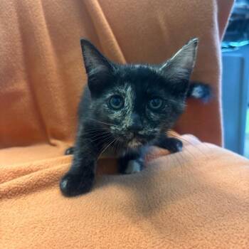 Domestic Short Hair Cats Available for Adoption in Belleville, Illinois - Dolly | PetCurious