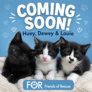 Domestic Short Hair Cats Available for Adoption in Huntsville, Alabama - Louie | PetCurious