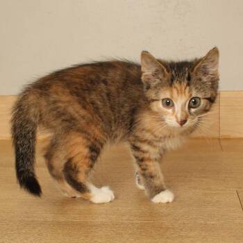 Dolores C70841 -  Domestic Medium Hair Cat for Adoption in Minnetonka, Minnesota - Dolores C70841 | PetCurious
