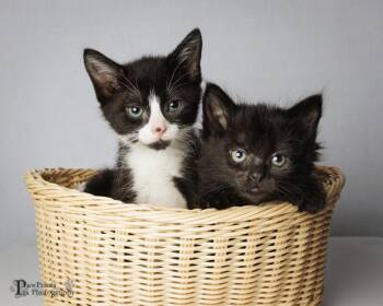 Anna -  Domestic Short Hair Cat for Adoption in Maryville, Tennessee - Anna | PetCurious