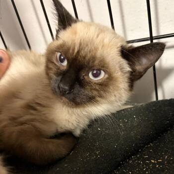 Ming -  Domestic Short Hair and Siamese Cat for Adoption in Pleasanton, California - Ming | PetCurious