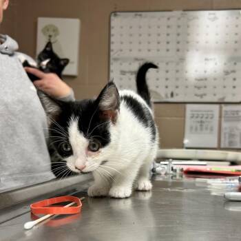 Domestic Short Hair Cats Available for Adoption in Newport, North Carolina - Raven | PetCurious