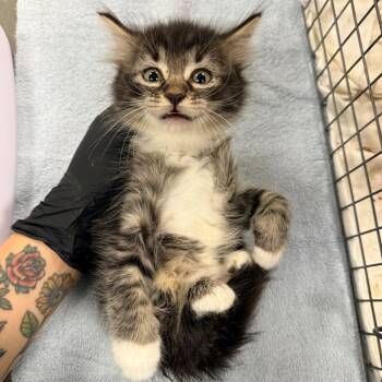 Hot Pocket -  Domestic Short Hair Cat for Adoption in Las Cruces, New Mexico - Hot Pocket | PetCurious
