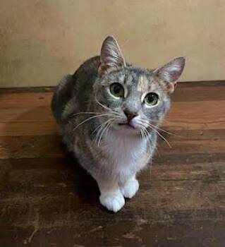 Domestic Short Hair Cats Available for Adoption - Chief And Diamond (Bonded Pair) | PetCurious