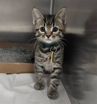ACE -  Domestic Short Hair Cat for Adoption in St. Louis, Missouri - ACE | PetCurious