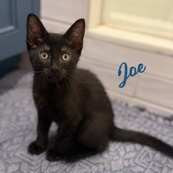 Joe #demitasse-trio -  Bombay Cat for Adoption in Houston, Texas - Joe #demitasse-trio | PetCurious