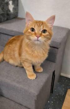 Domestic Medium Hair Cats Available for Adoption in Miami, Oklahoma - Little Miss Sunshine | PetCurious