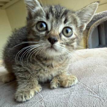 JALAPENO -  Domestic Short Hair Cat for Adoption in Mount Rainier, Maryland - JALAPENO | PetCurious