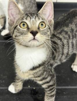Sandberg -  Domestic Short Hair Cat for Adoption in Port Barrington, Illinois - Sandberg | PetCurious