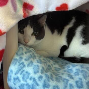 Ella -  Domestic Short Hair Cat for Adoption in Dover, New Hampshire - Ella | PetCurious