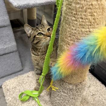 Sheba -  Tabby Cat for Adoption in York, South Carolina - Sheba | PetCurious