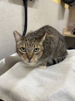 Rescue Domestic Short Hair Cats for Adoption in Honolulu, Hawaii - Mi Mi | PetCurious