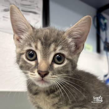 Rescue Domestic Short Hair Cats for Adoption in Washington, District Of Columbia - Jackie | PetCurious