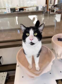Domestic Short Hair Cats Available for Adoption in Truckee, California - Mr. Nubbs | PetCurious