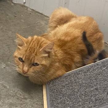 Tina -  Domestic Short Hair Cat for Adoption in Brookfield, Missouri - Tina | PetCurious
