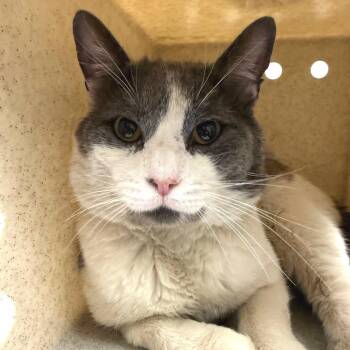 Domestic Short Hair Cats Available for Adoption in Reno, Nevada - The Weeknd | PetCurious