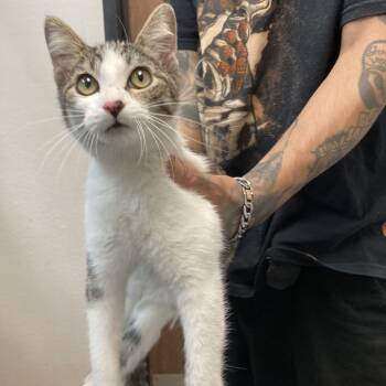 Rescue Domestic Short Hair Cats for Adoption in Long Beach, California - Shaunie | PetCurious