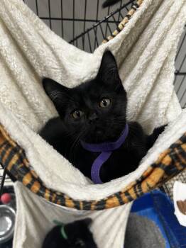 Francesca -  Domestic Short Hair Cat for Adoption in Yorkville, Illinois - Francesca | PetCurious