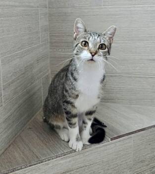 Rescue Domestic Short Hair Cats for Adoption in Houston, Texas - Squirt | PetCurious